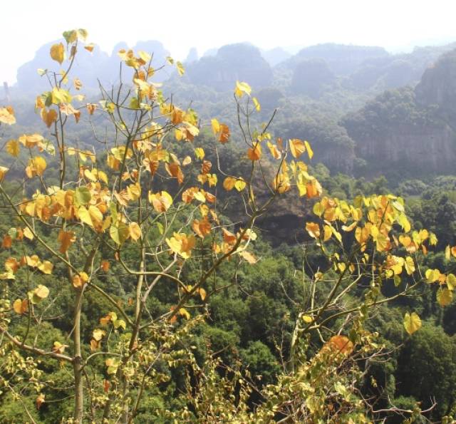 丹霞梧桐——丹霞地貌上的缕缕紫霞_手机搜狐网