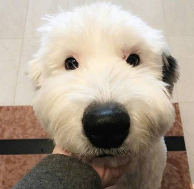 其实是跟它的生理特性有关,可以看到古牧的眼睛是很娇嫩的,很容易受到