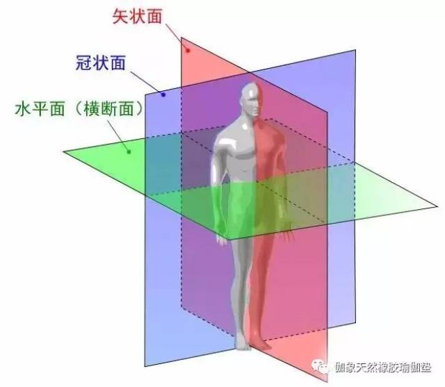 人体的切面图片