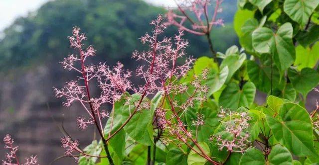 丹霞梧桐——丹霞地貌上的缕缕紫霞_手机搜狐网