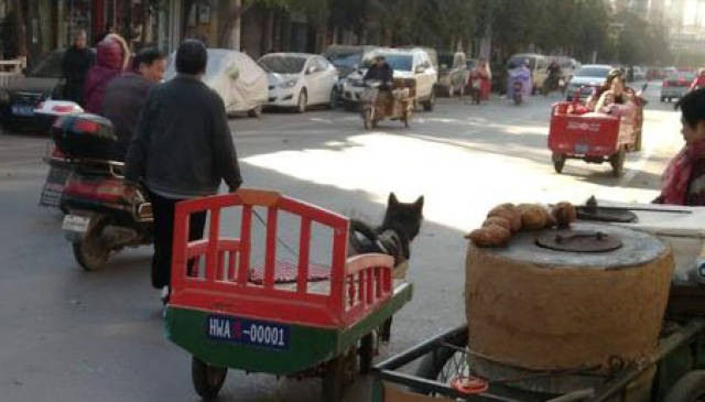 鬧市區驚現狗被當牲口拉車引市民大驚集體圍觀