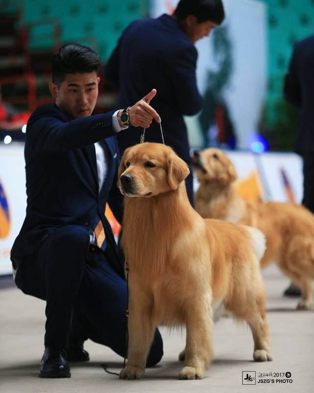 2017年cku排行榜,领跑金毛排行一:jimmy