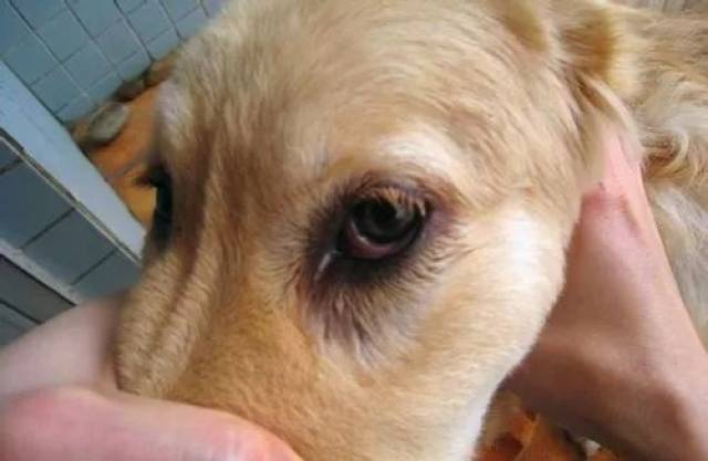 这种情况往往是眼睛发炎或者泪腺炎了