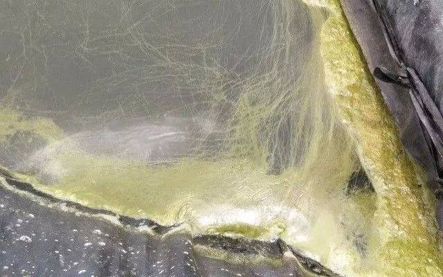 后会分泌毒素使虾中毒致病;三是裸藻水华的发生导致塘水溶解氧极低