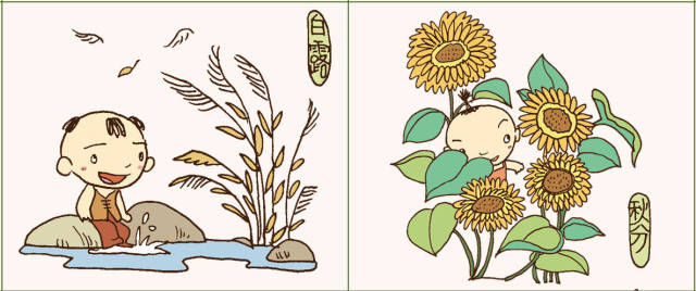 寒露菜苗田间绿,霜降芦花飘满天