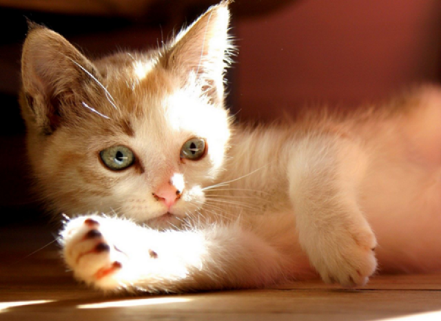 一个月的猫能喂酸奶吗,一个月的猫吃酸奶可以