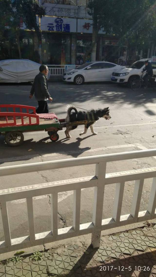 鬧市區驚現狗被當牲口拉車引市民大驚集體圍觀