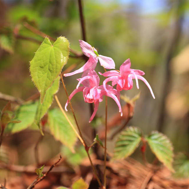 山中有种野草,山羊吃了坚挺持久,威力具大,被记录到中国药典!