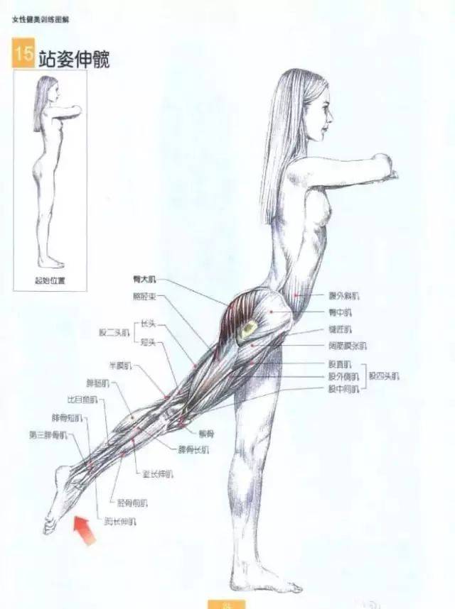 在家里如何练就翘臀?