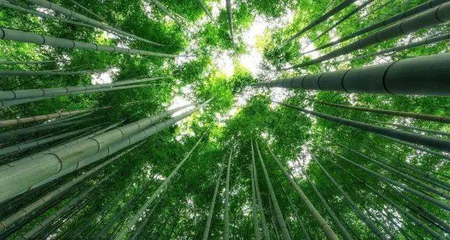 纯音乐 | 排箫《月光下的凤尾竹》,节奏舒缓,优