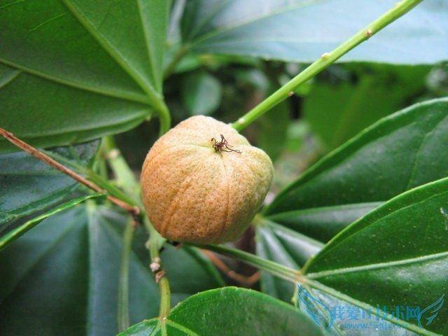 有大毒,泻药之王"巴豆" 选用得当也能治百病!