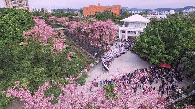 华软!去年陪你看丝木棉的人还在身边吗?