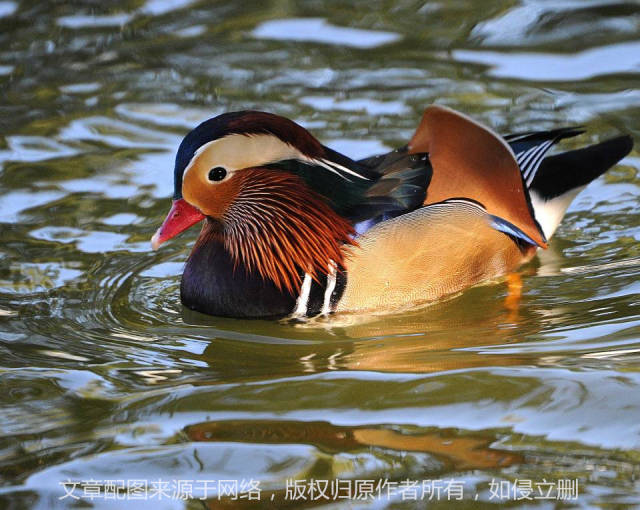 橘子、橙子、柑子、柚子的英文都是orange吗