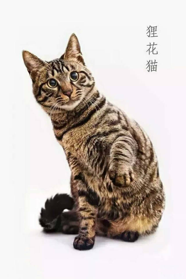 花猫 狸花猫——国外一猫难求，国内遍地流浪_搜狐网