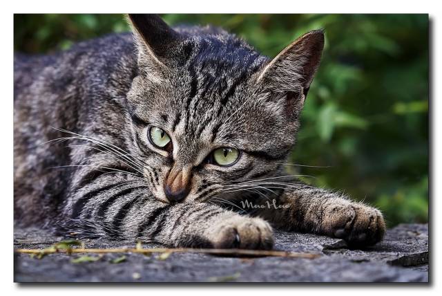 狸花猫——国外一猫难求，国内遍地流浪_搜狐网