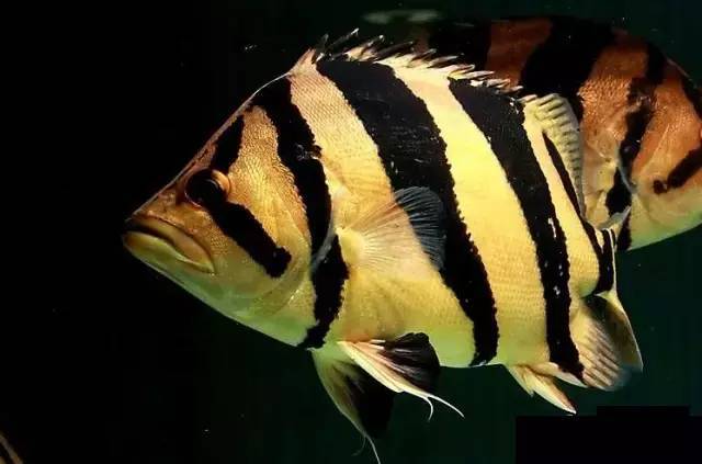 卸下"伪装",还原泰虎的真面貌!