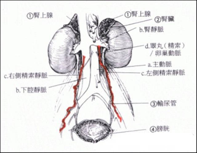 睾丸静脉解剖图图片