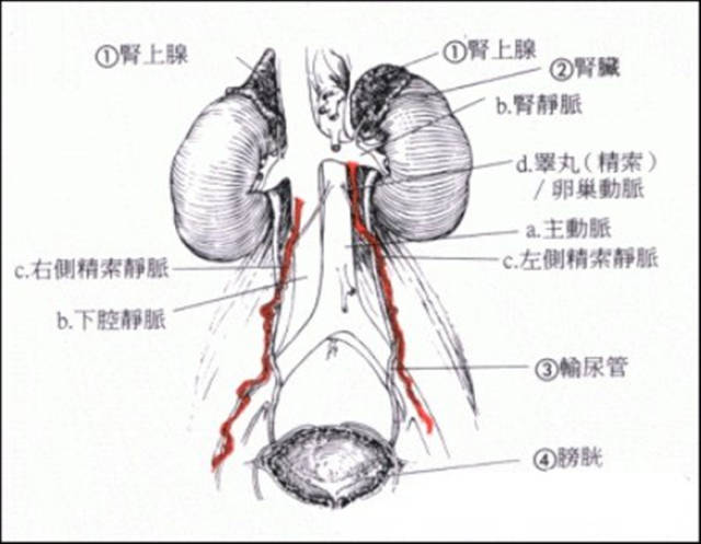 腹腔精索静脉解剖图图片