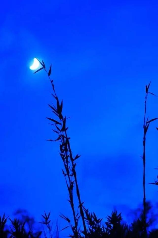 纯音乐 | 排箫《月光下的凤尾竹》,节奏舒缓,优