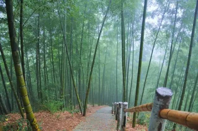 纯音乐 | 排箫《月光下的凤尾竹》,节奏舒缓,优