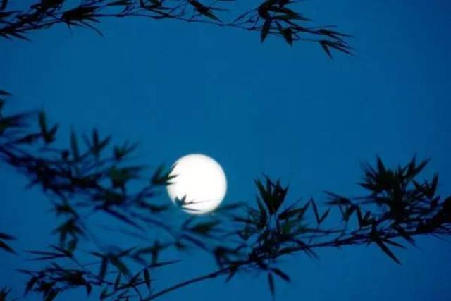 纯音乐 | 排箫《月光下的凤尾竹》,节奏舒缓,优