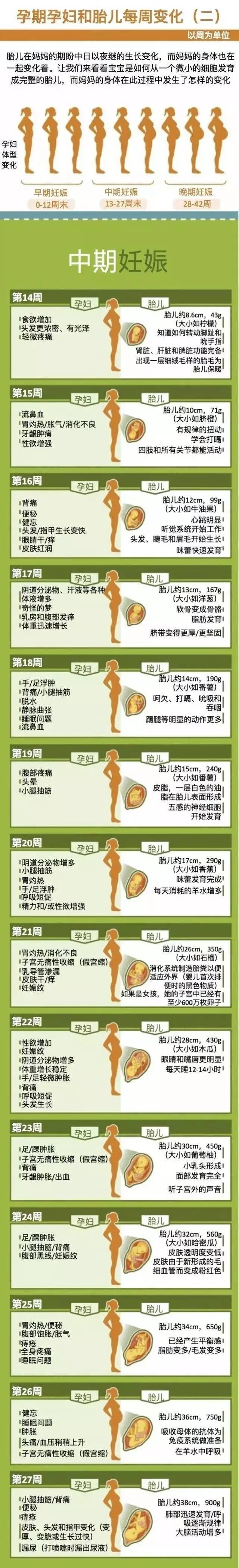 孕妈必看,最全孕期孕妇和胎儿每周变化!