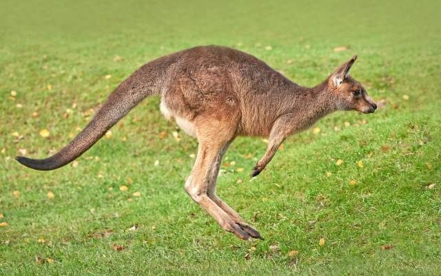 第六届英语节大洋洲趣味百科--有袋动物大观园