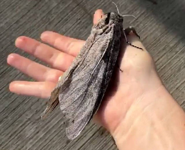 胆儿肥澳女子发现巴掌大飞蛾竟毫不惧怕