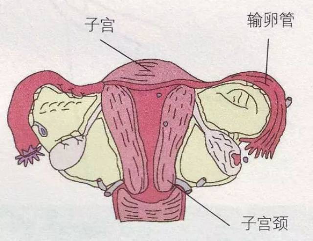 外阴前庭炎症状图片图片