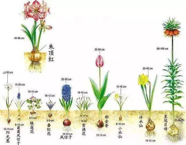 朱顶红、风信子和郁金香这样种才能开花，难怪你的养一年都没花_手机搜狐网