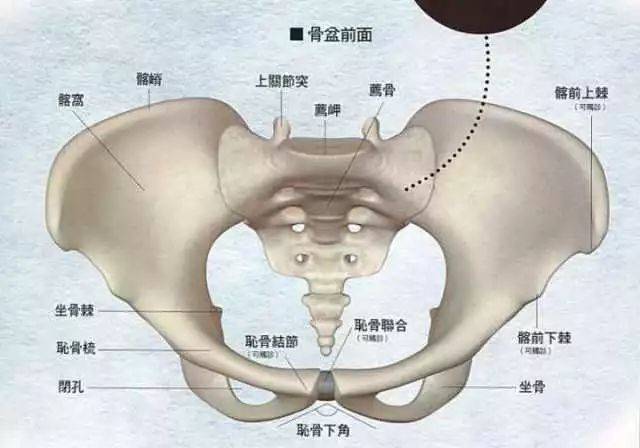 骨盆的位置在身体 正中央