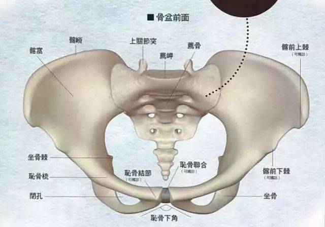 变成小仙女第二弹——前凸后翘?可别是骨盆倾歪了