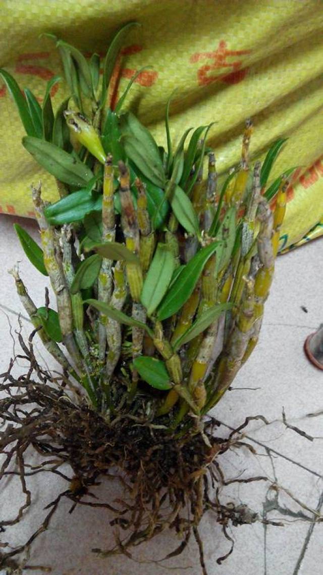 村民拿黑节草喂猪,专家看见疯狂摆手,这猪一顿吃了几千块啊