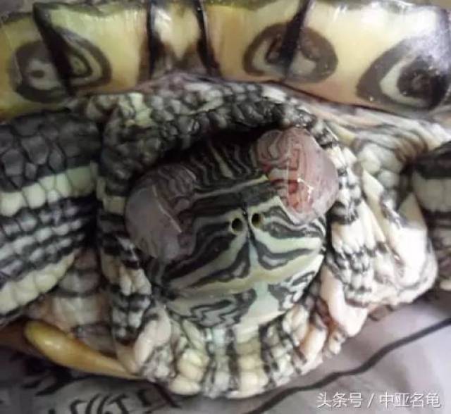 乌龟的致命杀手-白眼病