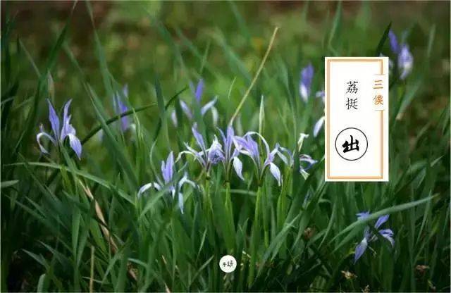 三候荔挺出:"荔挺"为兰草的一种,感到阳气的萌动而抽出新芽.