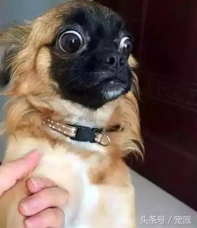 万万没想到这只小黑脸竟然是博美和京巴的宝宝!