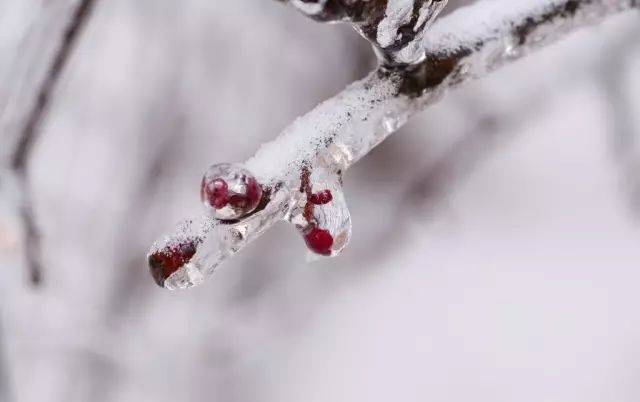 敬一丹讀節氣:大雪 · 拂草如連蝶,落葉似飛花