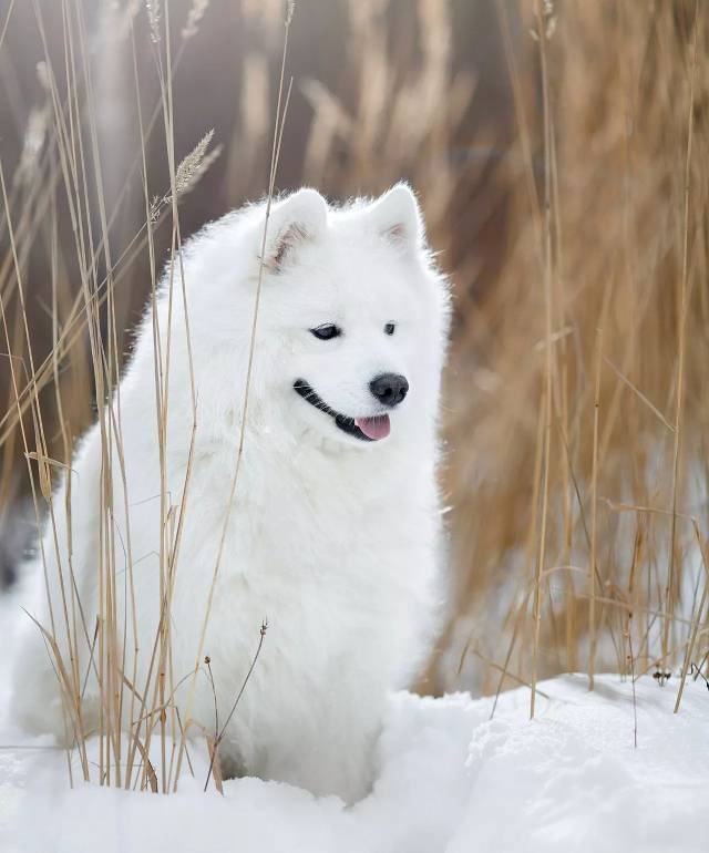 治愈系雪天使—萨摩耶犬