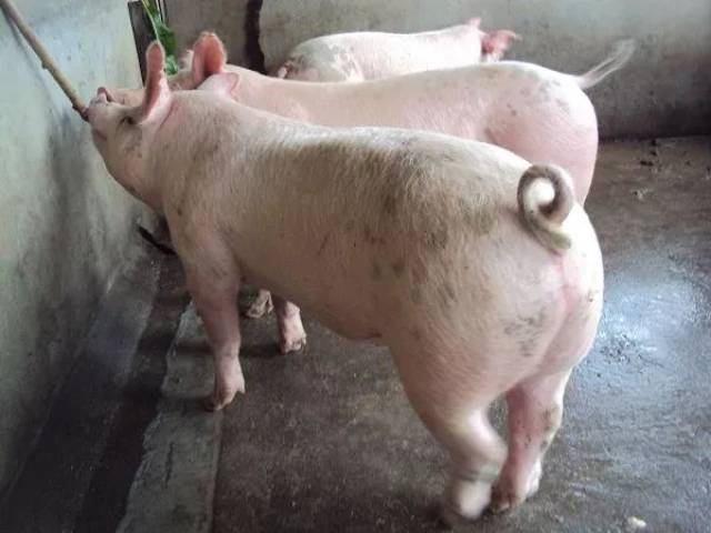 猪"猪苗,养殖户按照相关的标准全程精心饲喂,最后经检验合格后再推向