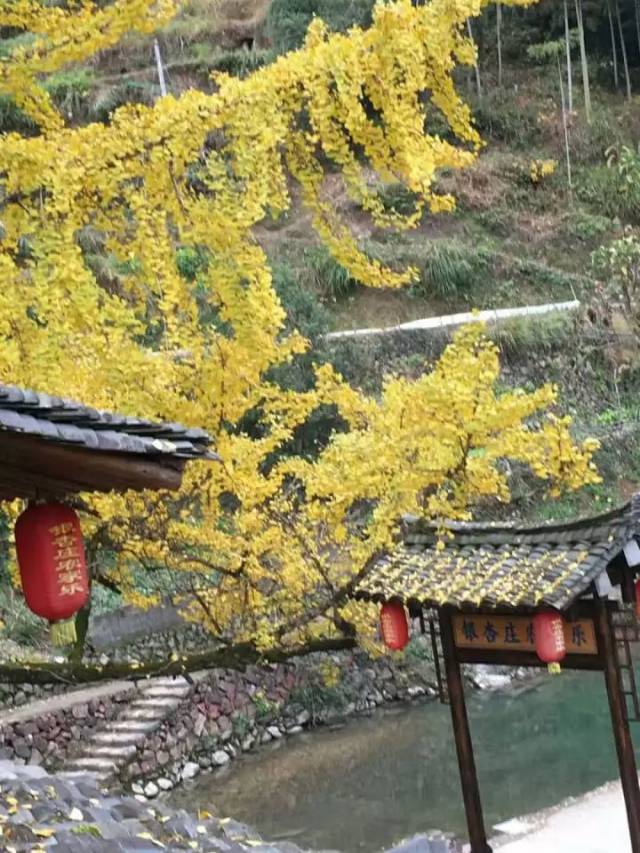 拍摄地:大若岩银泉村 摄影地:大若岩白泉村 摄影地:永嘉