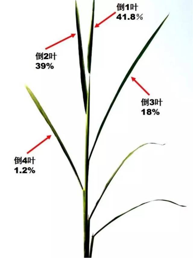 【作物病害】水稻各生育期病虫害识别与防治