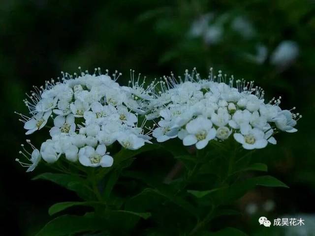 血色荼蘼花图片(血色荼靡什么意思)