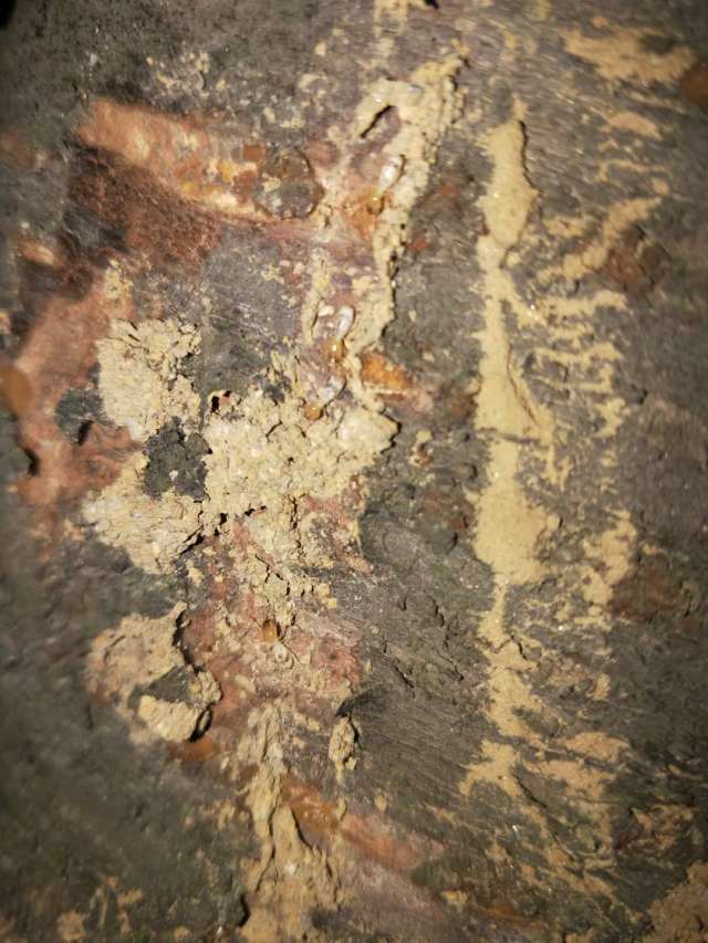 多次看到很多,很多的白蚁在树干上一路路地穿行, 那泥塑的白蚁路径