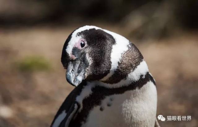 "花脸"的麦哲伦企鹅是温带企鹅中最大一个种类,颈部的美丽白色环状