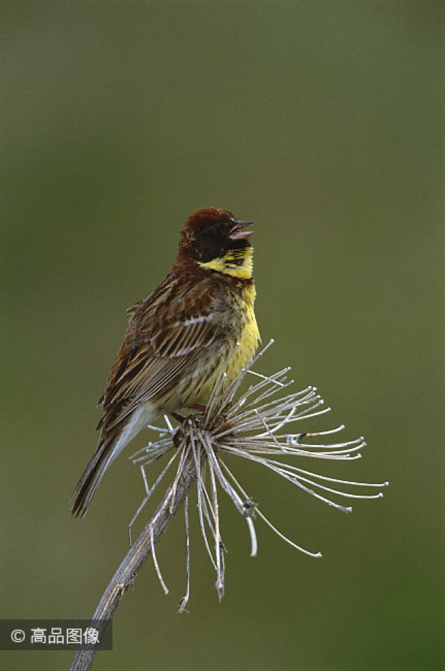 这个食客称为天上人参的黄色小鸟出境极危