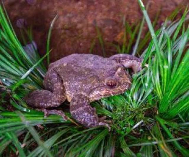 德化石冻王登上央视开启直播模式!先睹为快