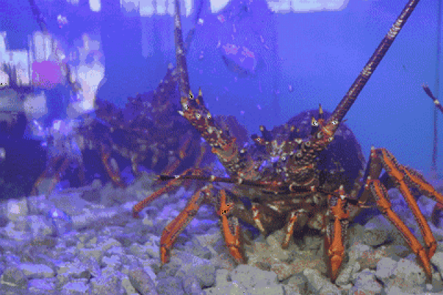 海鲜界的宠儿,美食界的扛把子,澳洲龙虾一度是云浮人餐桌上的宠儿,毫