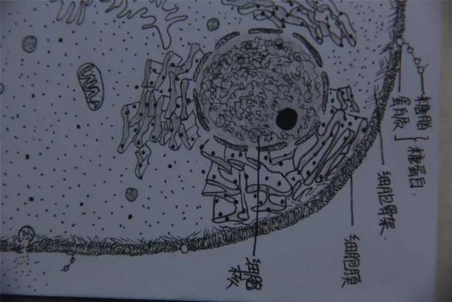 幼稚单核细胞手绘图图片