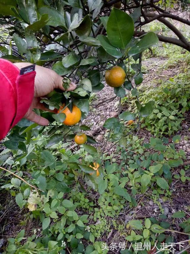 头条旅游 浙江温州文成玉壶之行