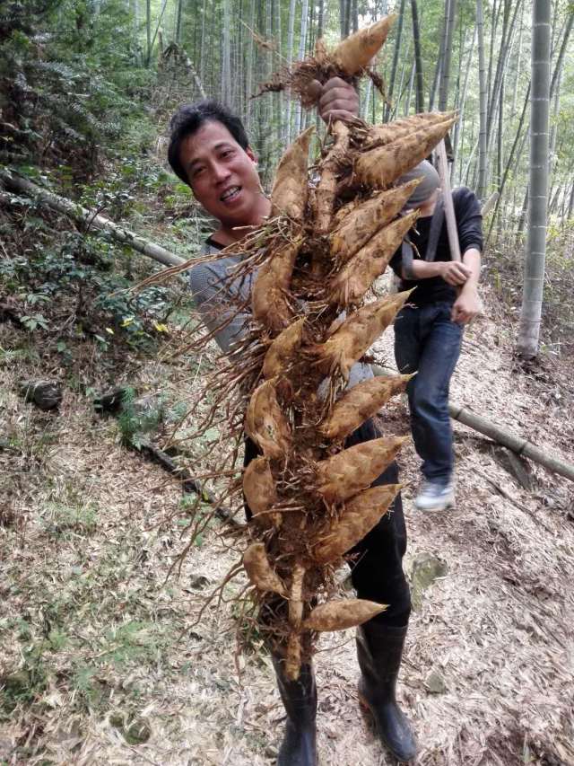 衢州有一颗冬笋连生了二十胞胎,村民啧啧称奇!